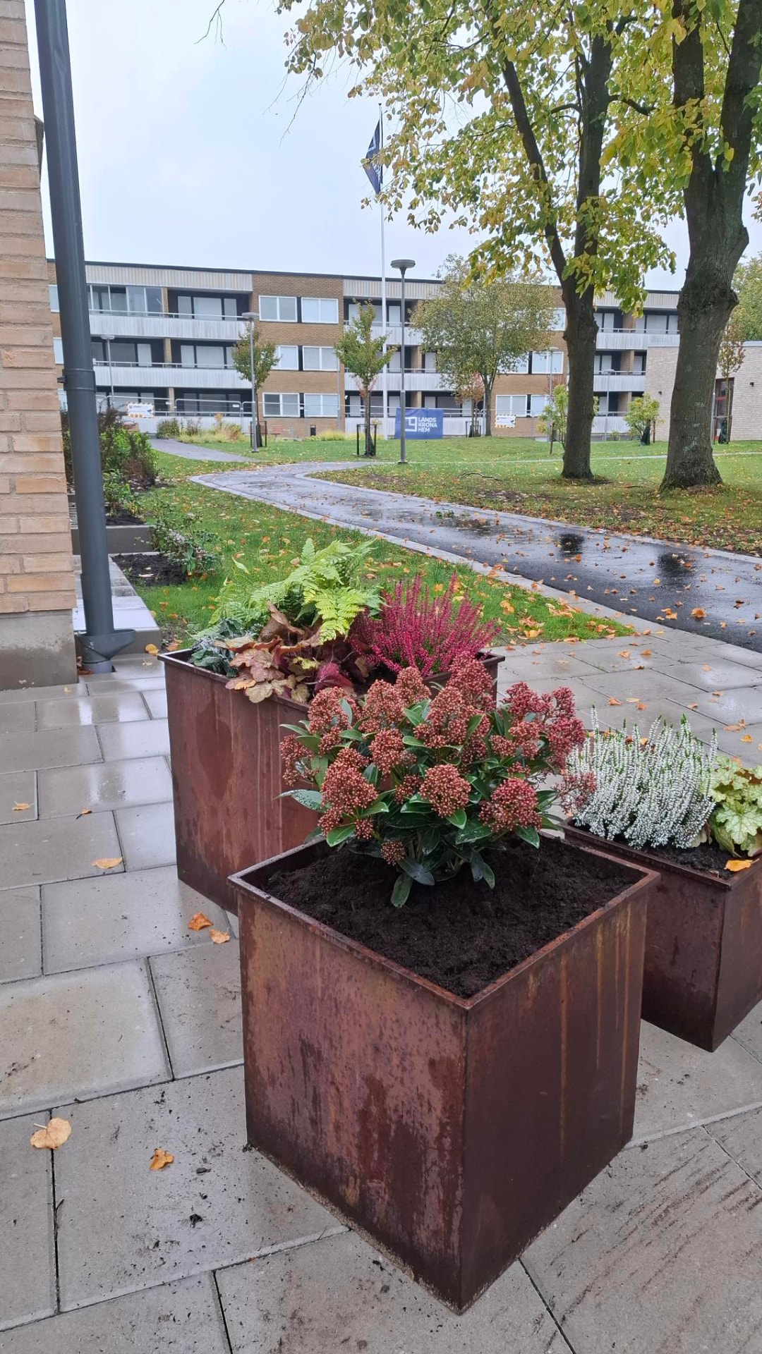 Höstplanterade urnor i cortenstål med ljung och skimmia vid en entré